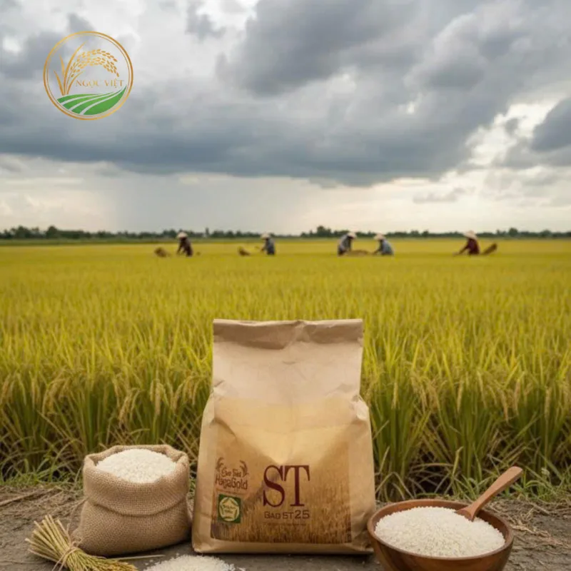 Gạo ST25 nhà Ngọc Việt